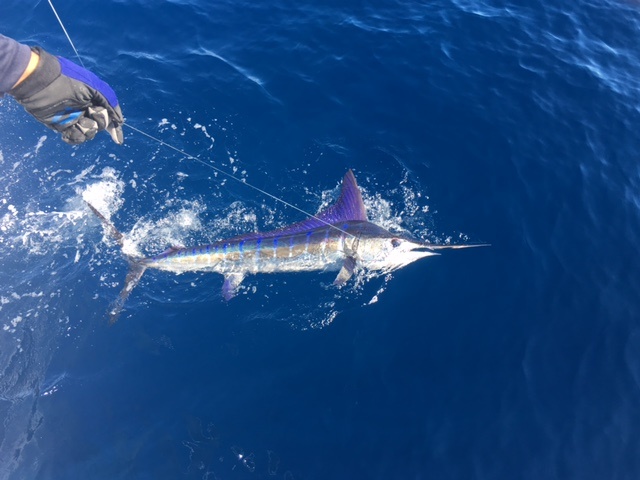 Visiting from Houma, LouisianaVIP Guest Robert Collins IV had an amazing day with Capt Manny todayCR&R 6 Striped Marlin + Dorado to eat