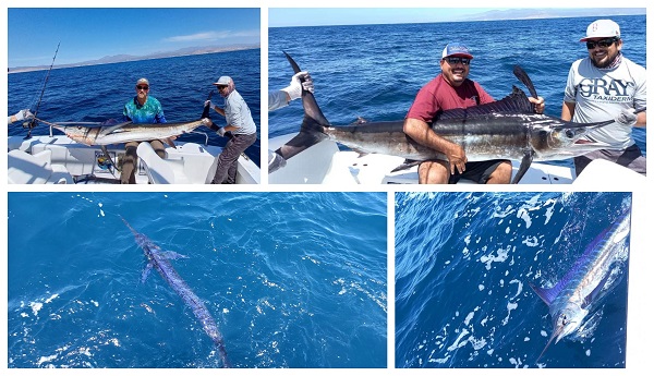 Marlin Marlin