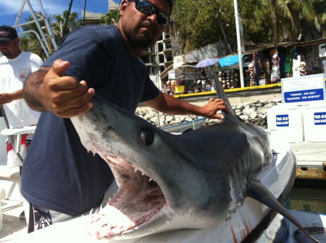 May 16, 2013On our 31′ Bertram this ginormous mako shark.
