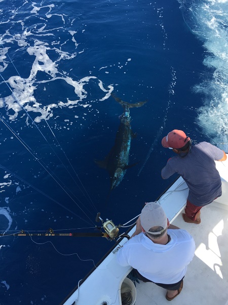 VIP Guest Bryan Nieman has been fishing with us since 2008.Until Friday Oct 28, 2016 he couldn’t check BLUE MARLIN (Marlin Azul) off the list .. CONGRATULATIONS BRY!!Fishing with Greg Nieman, Angelo Pazienza and Mike Diazwith Capt Carlos at the helm!