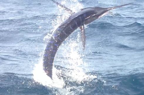 We had an awesome day fishing on the 31 Bertram. The crew were experts and from what I could see they were by far one of the most aggressive crews out there catching us fish