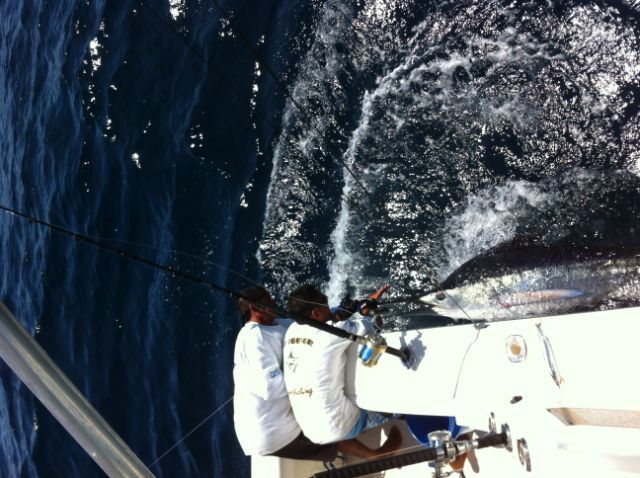 Visiting from Columbus, Georgia, are VIP Guests Ronald & Kim Thomas, Clay Thomas and Shawn Thomas fishing with us taboard 37′ Bertram with Captain Franky. They CR&R 5 Striped Marlin today May 14th.