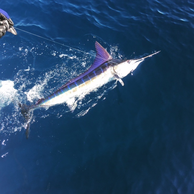 Visiting from Houma, LouisianaVIP Guest Robert Collins IV had an amazing day with Capt Manny todayCR&R 6 Striped Marlin + Dorado to eat