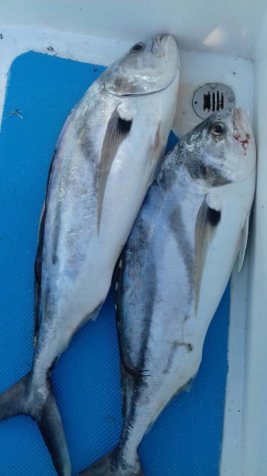 Return VIP Guest Dan Travis from Fort Worth, Texas had an awesome day with Capt Jose Juan today ..Bounty included Blue Marlin, Yellowfin Tuna, Dorado and Roosterfish!