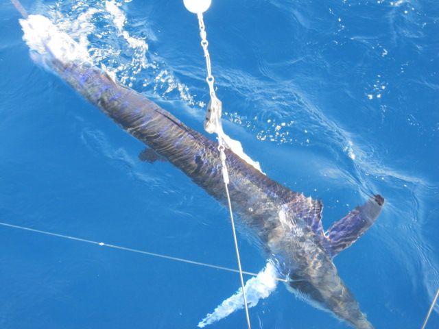 Thanks Lori here’s your fishing report.Day one 31′ Blackfin anglers were Bob Sweger, Brad Johnson, Joe Wells and his son Nick – caught 10 Stripes and 2 Dorado I’st marlin for Nick,Joe and Brad. Aboard 31′ Bertram #3 were anglers Del Diaz his sons Curtis and Chris and Bryan Crane Total catch was 6