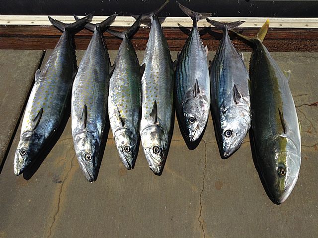 A Bountiful Day” for VIP Guest Pat Morgan, visiting from Piedmont, Oklahoma who panga fished with us today, July 6th and his days bounty included Jurel (YellowTail) + 4 Sierra (Spanish Mackeral) + 2 Bonitos Dientonas!