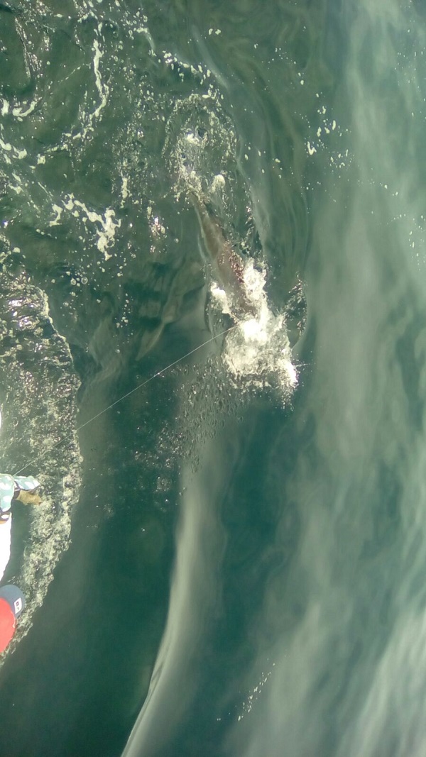 Another Day Another Marlin Release– Make that Three!!! Plus a Swordfish and Hammerhead Shark also released!