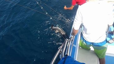 Visiting from Bakersfield, California, amigo John Osborne with buddies Ed Guis and Chris Guis had a good and fun day with Capt Jose Aug 25, 2016