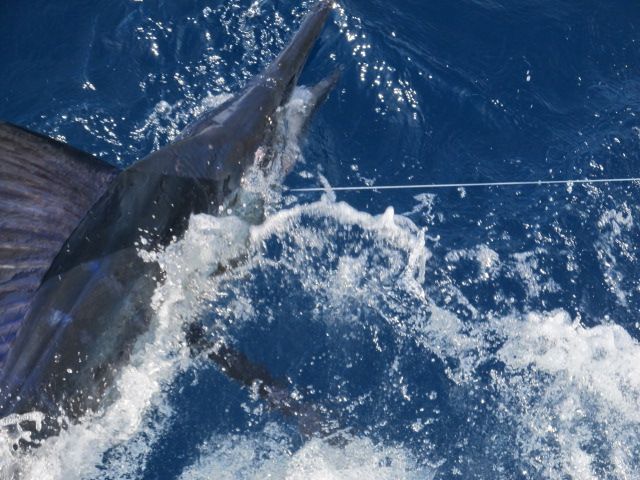 Thanks Lori here’s your fishing report.Day one 31′ Blackfin anglers were Bob Sweger, Brad Johnson, Joe Wells and his son Nick – caught 10 Stripes and 2 Dorado I’st marlin for Nick,Joe and Brad. Aboard 31′ Bertram #3 were anglers Del Diaz his sons Curtis and Chris and Bryan Crane Total catch was 6