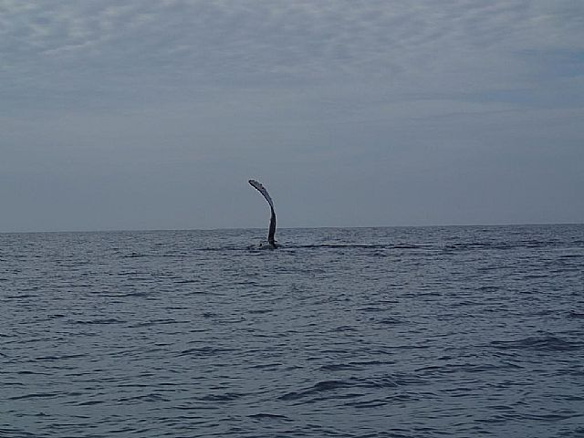 Photo courtesy of Greg in Pescadero – Todos Santos