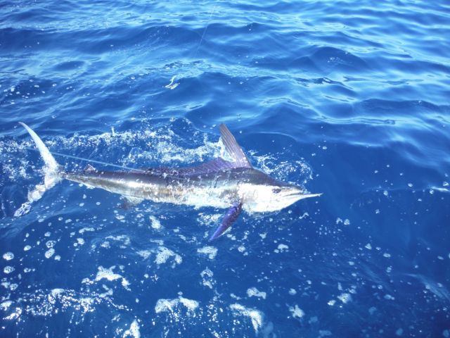 Hi Lori,We had a wonderful Saturday. Here are a few pictures… catching 9 Marlin is a wonderful way to spend a Saturday.
