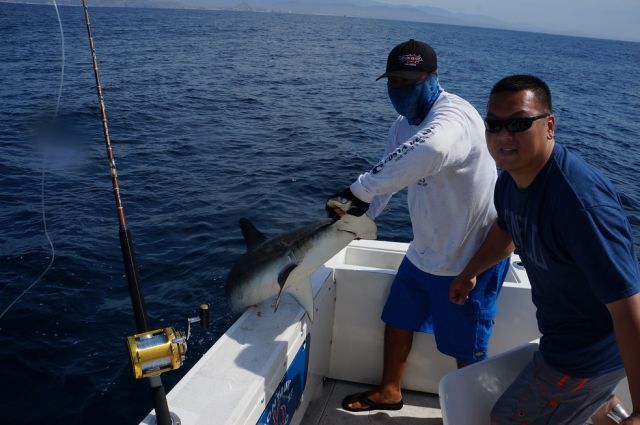 First timers to Cabo, but experienced fishermen, new VIP Guests Joe Mendoza and his Bro Lenny brought their sons, Evan age 7 and Ethan age 15 and fished with us aboard our 31′ Bertram. H