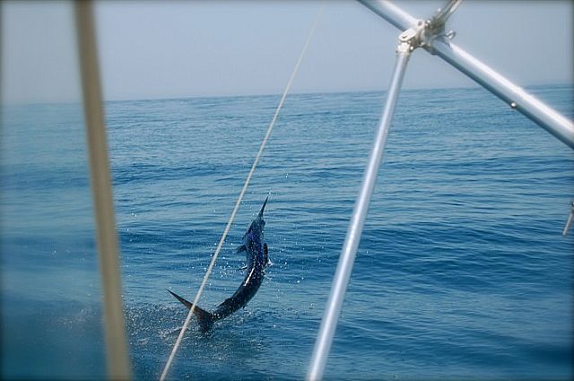 Visiting from Charlotte, North Carolina VIP GuestsDylan Green, Finn Green, Bill Green, Dilan Cassanova and Darren Anthony fished with us June 17th aboard our 33′ Blackfin Combi. They released a total of NINE Striped Marlin