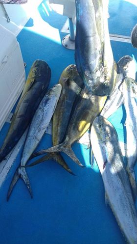 Return VIP Guests Frank & Paula Volpe decided spending Thanksgiving in Cabo a good idea, with two days of #Fishing