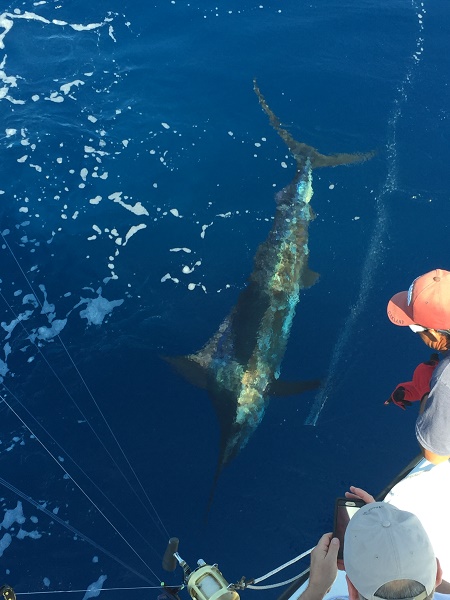 VIP Guest Bryan Nieman has been fishing with us since 2008.Until Friday Oct 28, 2016 he couldn’t check BLUE MARLIN (Marlin Azul) off the list .. CONGRATULATIONS BRY!!Fishing with Greg Nieman, Angelo Pazienza and Mike Diazwith Capt Carlos at the helm!