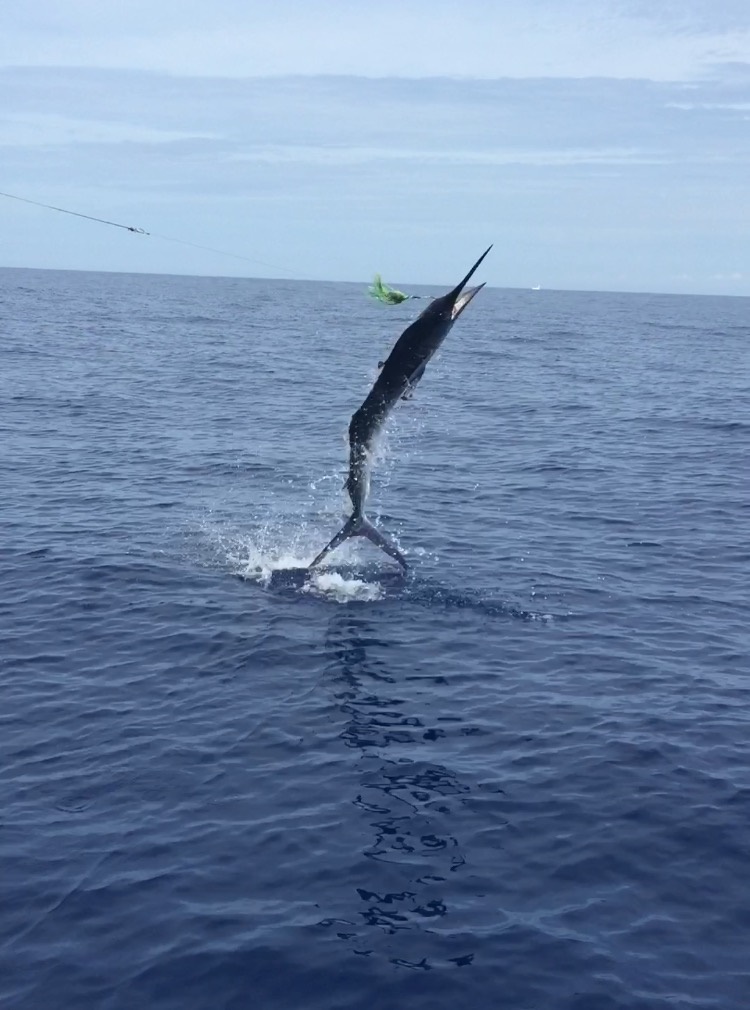 Visiting from Ada, MichiganVIP Guests Adam Whitney and Erin MillerFishing Date Sept 30, 201628′ Cruiser #1 with Capt JoseAlso an awesome video on our Facebook page – check it out!