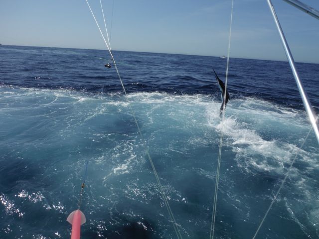 Hi Lori,We had a wonderful Saturday. Here are a few pictures… catching 9 Marlin is a wonderful way to spend a Saturday.
