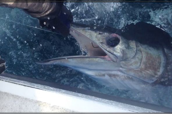 We had an awesome day fishing on the 31 Bertram.