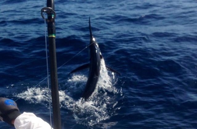Thanks Lori here’s your fishing report.Day one 31′ Blackfin anglers were Bob Sweger, Brad Johnson, Joe Wells and his son Nick – caught 10 Stripes and 2 Dorado I’st marlin for Nick,Joe and Brad. Aboard 31′ Bertram #3 were anglers Del Diaz his sons Curtis and Chris and Bryan Crane Total catch was 6