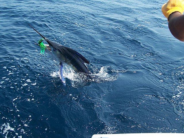 Here’s a great picture of Cole’s Marlin while he was still in the water.
