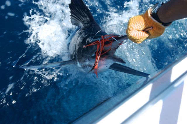 I would like to thank the Cabo Magic staff for another wonderful fishing and catching adventure!