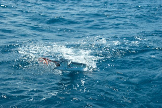 I would like to thank the Cabo Magic staff for another wonderful fishing and catching adventure!