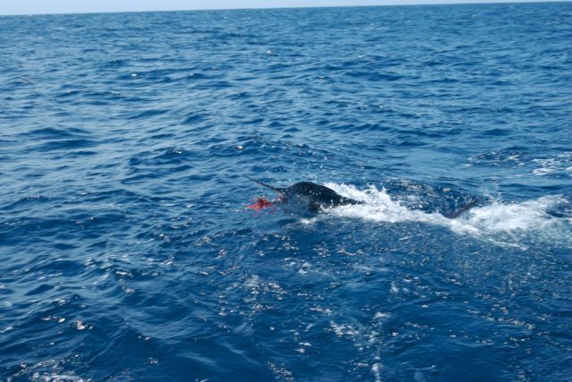I would like to thank the Cabo Magic staff for another wonderful fishing and catching adventure!