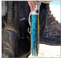 This is the lure that won the Bisbees East Cape Event July 26-30 2011 winning $237,000 with a 557lb Blue Marlin.