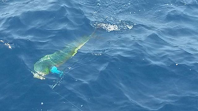 VIP Guests from San Antonio, Texas fishing with Capt Casey and Capt Justo
