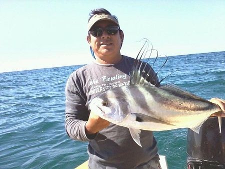 Who always finds PEZ GALLO (Roosterfish) in Cabo San Lucas