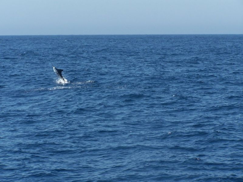 This is Daltons marlin & photo is from July 2005