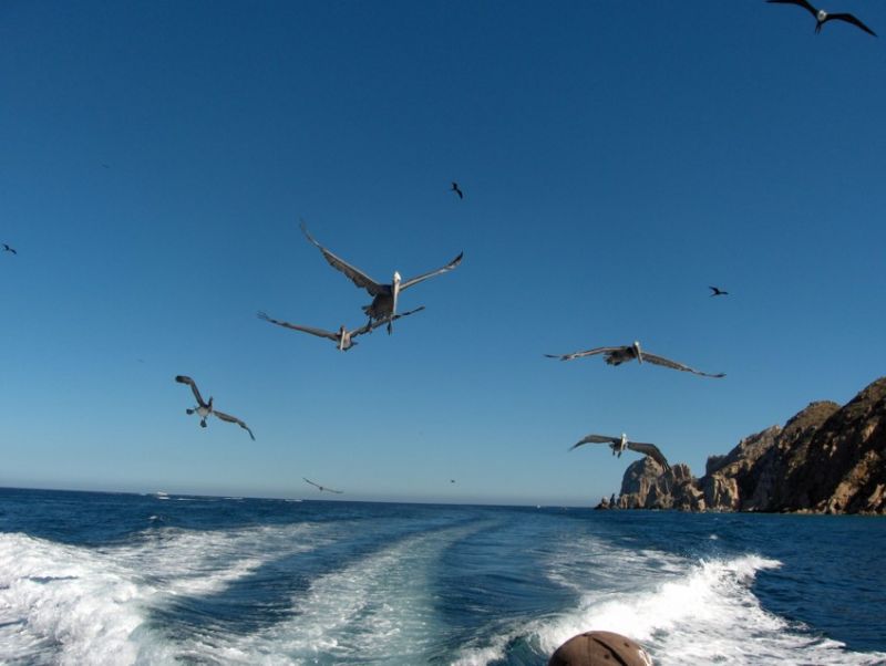 “CABO MAGIC” November 3, 2007