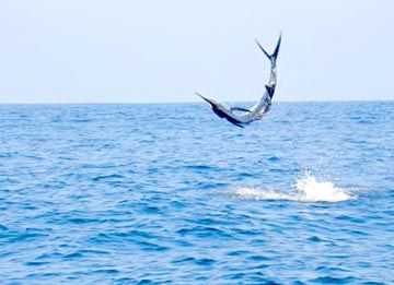 We had a great time again fishing 4 days this trip on your 28′ boat Laurita. What a bargain. Cha Cha and Gabriel were the best. Always happy, helpful and great at spotting the fish. I caught the largest striped Marlin ever and many Dorado. See you in November. Kent Wilson Farmington,NM kentwilson.biz “LAURITA” September 16/16/18/20 2008