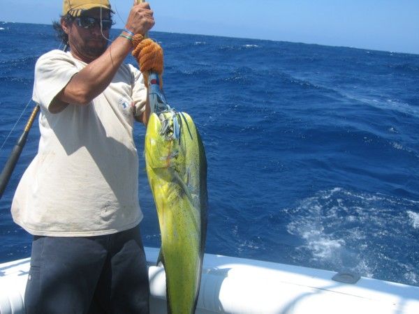 Thanks : We had a great day of fishing.Three marlin hookups, two caught. Eight dorado, yellowfin tuna (dinner). Hector and Carlos are professionals