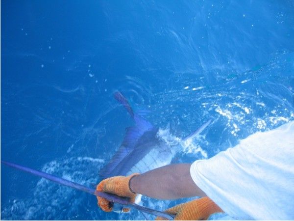 Thanks : We had a great day of fishing.Three marlin hookups, two caught. Eight dorado, yellowfin tuna (dinner). Hector and Carlos are professionals