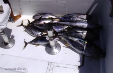CR&R 2 Striped Marlin + 12 Yellowfin Tuna + 2 Dorado – VIP Guests The Dan & Darlene Party – Sacramento, California