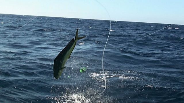 Tommy and Lori, Wow Wow Wow, what a trip, my words can’t explain the joy I feel when fishin Cabo.