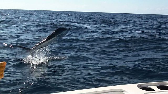 Tommy and Lori, Wow Wow Wow, what a trip, my words can’t explain the joy I feel when fishin Cabo.