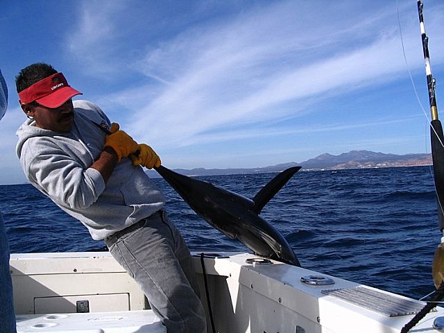 Hello Tommy & LoriThanks again for 2 wonderful days.Here’s a nice dorado and here’s a nice marlin photo.