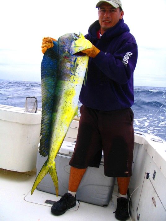 Hello Tommy & LoriThanks again for 2 wonderful days.Here’s a nice dorado and here’s a nice marlin photo.