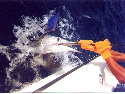 “CABO MARLIN I