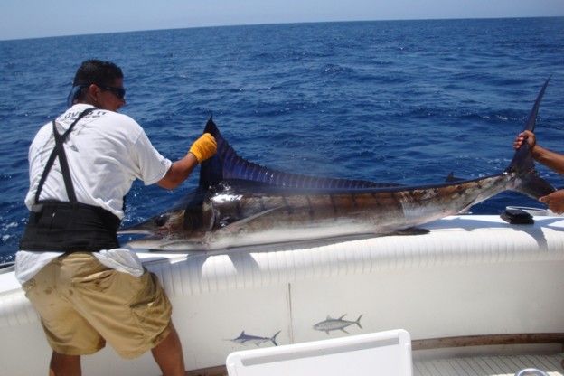 My wife and I had a terrific experience. The boat was beautiful. The crew (Hector & Chateu) were great and certainly know how to catch fish! Cabo Magic made our trip to Los Cabos! Here are a couple of photo’s. Thanks again,