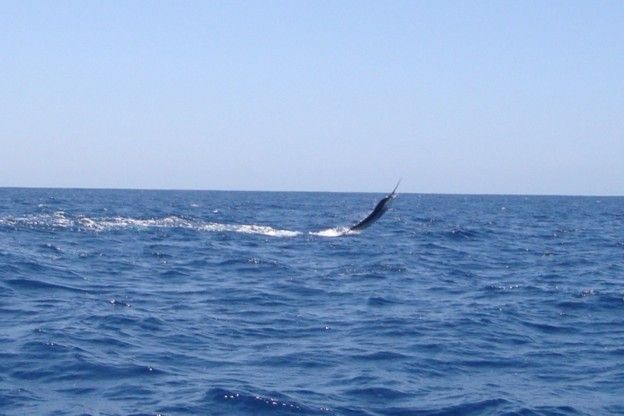 My wife and I had a terrific experience. The boat was beautiful. The crew (Hector & Chateu) were great and certainly know how to catch fish! Cabo Magic made our trip to Los Cabos! Here are a couple of photo’s. Thanks again,