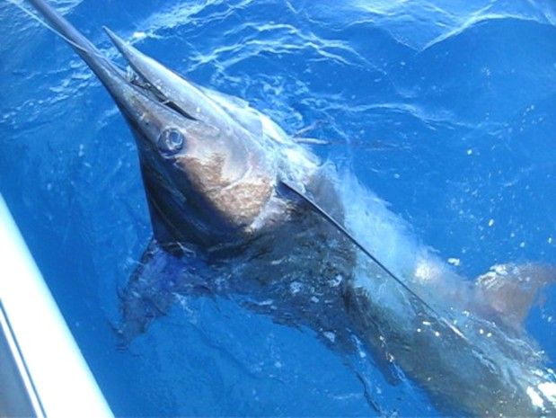This was the best deep sea fishing trip ever! It was our first time since 1970. During this time, we caught this 330 lbs. Blue Marlin after one hour of fishing.