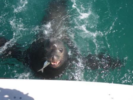 The crew of Carlos and Renee should be commended for their hospitality, fishing skills and their desire to show us the true beauty of Cabo. We will definately come back to see you again.