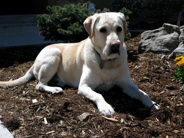 “SAMSON”Companion. Kindred spirit. A real friend can never be replaced, only remembered.Rest in peace – January 7, 2010