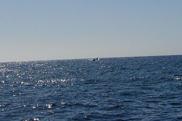 Additionally, Cabo is soooo amazing! so you might just get a chance to make it up to me Mr. Marlin God… please. i will be back!