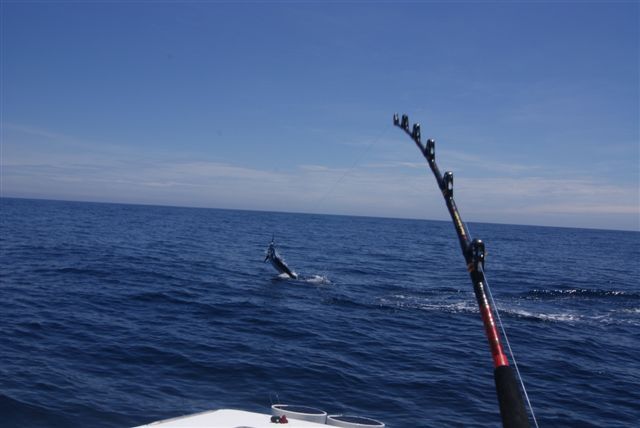 Team Cabo Magic on their way to 3rd place finish Release DivisionPlus a weighed Dorado