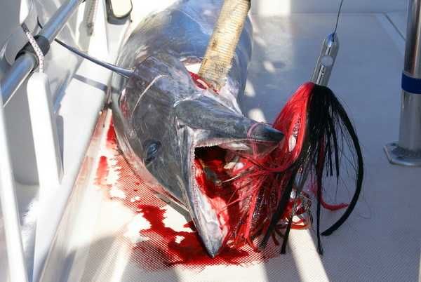 If you value your hand you don’t get it close to a wahoo until rigor mortis has set in. Even after a wahoo is dead you should proceed with care in removing the hook. Any contact at all with those teeth will result in a cut
