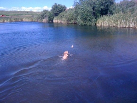 Max Patton First Water Retrieve